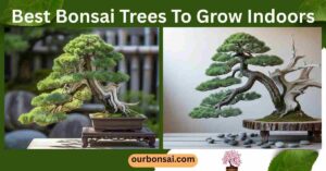 Best Bonsai Trees To Grow Indoors