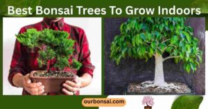 Best Bonsai Trees To Grow Indoors