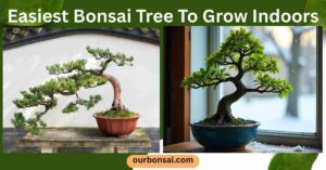 Easiest Bonsai Tree To Grow Indoors