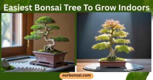 Easiest Bonsai Tree To Grow Indoors