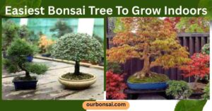 Easiest Bonsai Tree To Grow Indoors