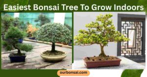 Easiest Bonsai Tree To Grow Indoors