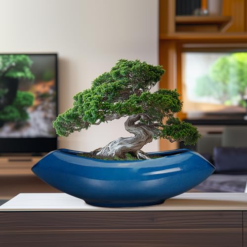Extra Large Bonsai Pot Outdoor: Top 2025 Picks Reviewed