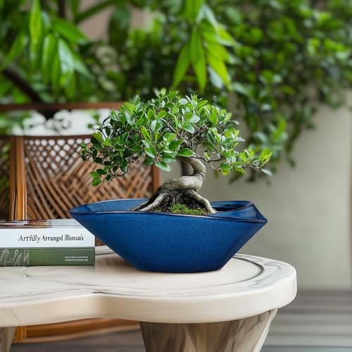Extra Large Bonsai Pot Indoor: Top Picks, Tips, And Value