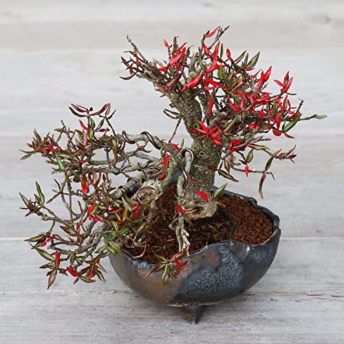 Best Japanese Bonsai Pot 6 Inch: Top Picks Reviewed