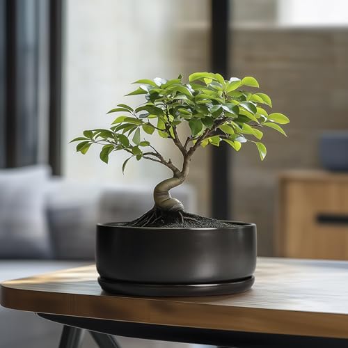 Top 5 Best Ceramic Bonsai Pot 9 Inch: Expert Picks