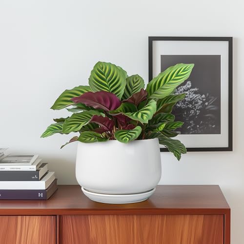 Top 5 Ceramic Bonsai Pot 6 Inch: Expert Picks That Last