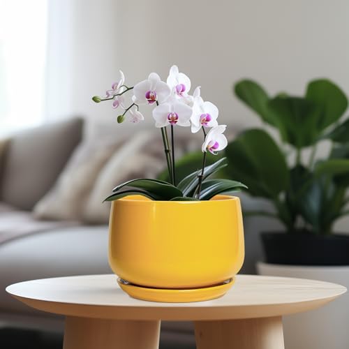 Best Ceramic Bonsai Pot 7 Inch: Top Picks Reviewed