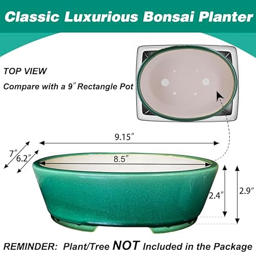 Large Oval Bonsai Pot 6 Inch: Expert Picks And Tips