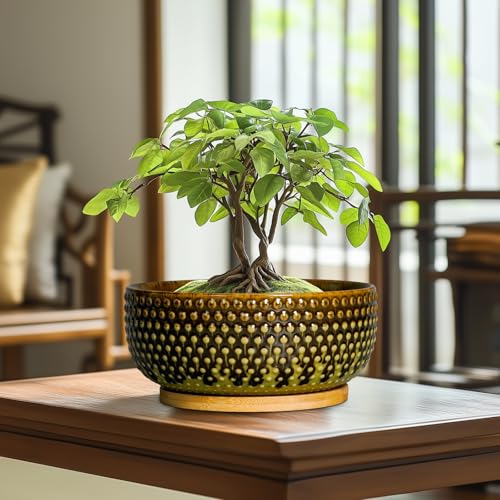 Tall Bonsai Pot 8 Inch: Best Picks, Expert Tips