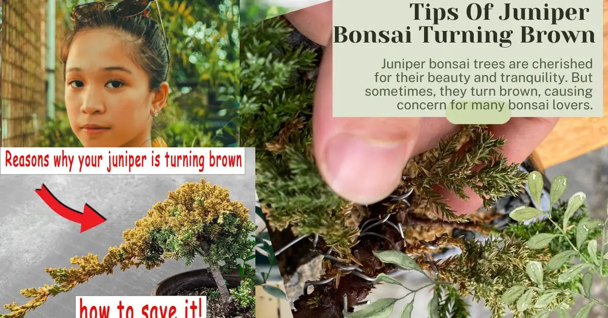 Tips Of Juniper Bonsai Turning Brown | Best Solutions
