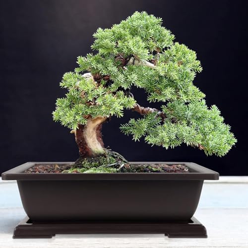 Extra Large Plastic Bonsai Pots Review: Top Durable Picks