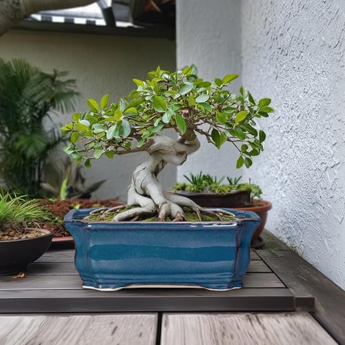 Large Deep Ceramic Bonsai Pots: Best Picks For Healthy Trees