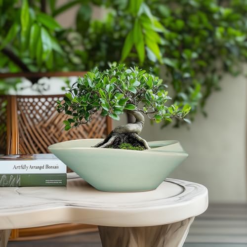 Large Deep Bonsai Pots 12 Inch: Expert Picks And Tips