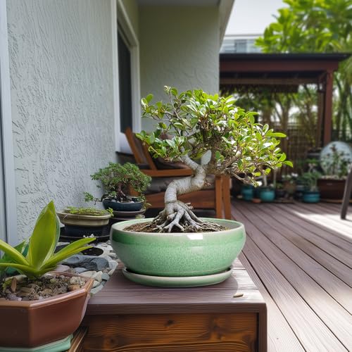 Large Deep Bonsai Pots 10 Inch: Top Picks Tested