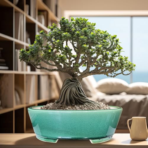 Large Deep Bonsai Pots 9 Inch: Top Picks And Tips