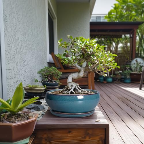 Large Deep Bonsai Pots With Saucer: Top Picks And Tips