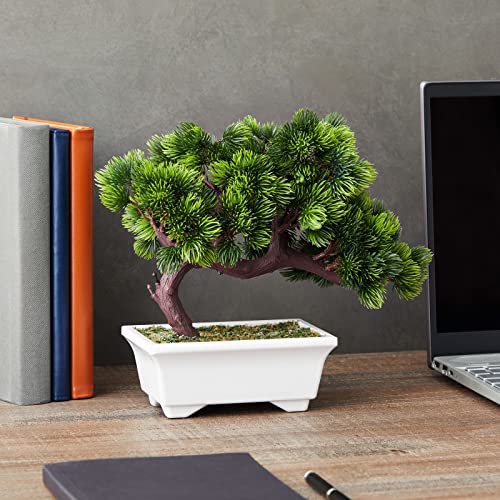 Cheap Bonsai Trees For Christchurch: Budget-Friendly Picks That Thrive