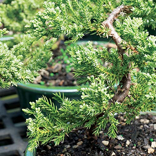 Best Bonsai Trees For Christchurch: Expert Picks That Thrive