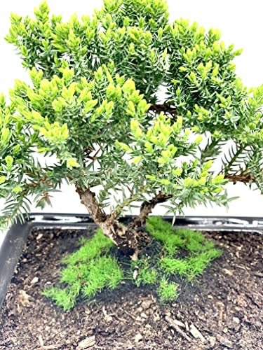 Best Affordable Bonsai Trees Australia: Top Value Picks