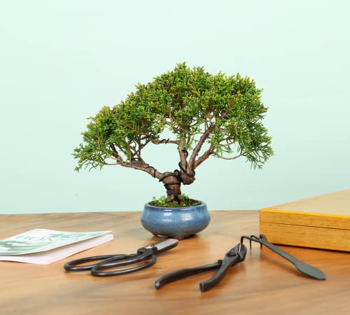 Top 5 Joshua Roth Bonsai Tool Kit: Expert Picks For 2025