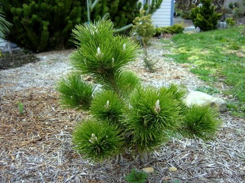 Best Soil For Japanese Black Pine Bonsai: Expert Picks