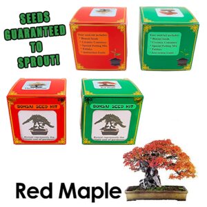 Japanese Red Maple Bonsai Seed Kit