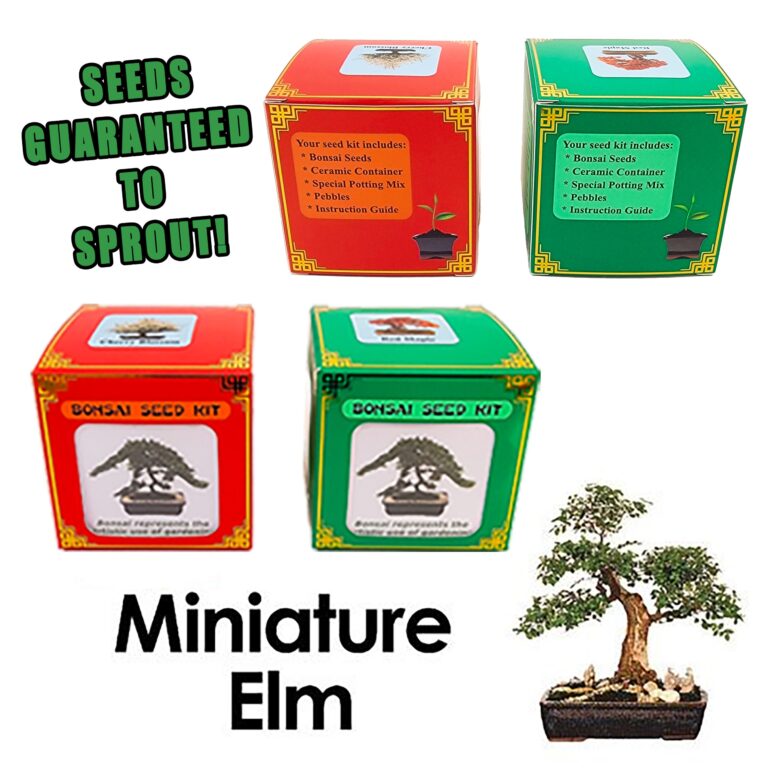 Best Chinese Elm Bonsai Seed Kit