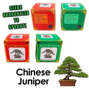 Best Chinese Juniper Bonsai Seed Kit