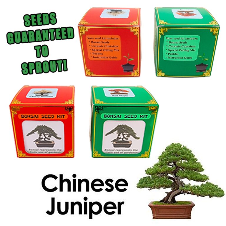 Best Chinese Juniper Bonsai Seed Kit