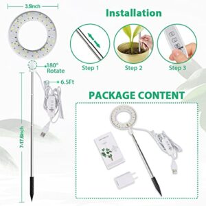 Bright Light Bonsai Indoor