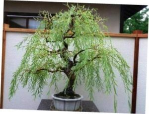 CZ Grain Willow Bonsai Soil