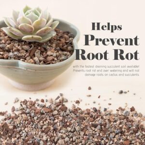Bonsai Jack Succulent Soil Review