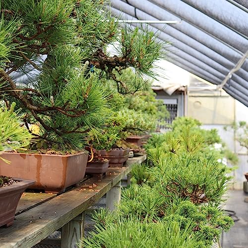 Best Bonsai Soil For Juniper