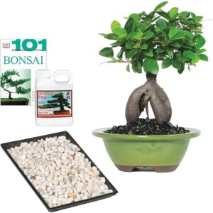 Top 5 Best Ficus Bonsai Fertilizer