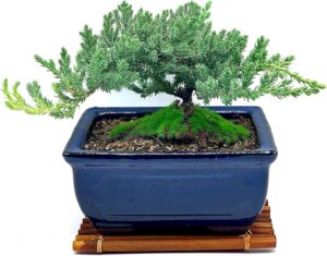 Best Bonsai Plant Stand Outdoor
