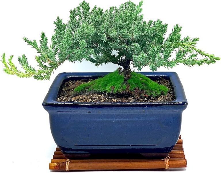 Best Bonsai Plant Stand Indoor