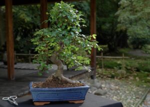 Best Chinese Elm Bonsai Fertilizer