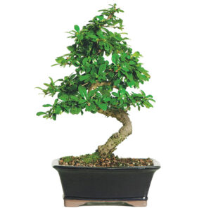 Best Fertilizer For Fukien Tea Bonsai