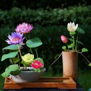Bonsai Bowl Lotus Seeds Water Lily Flower Review