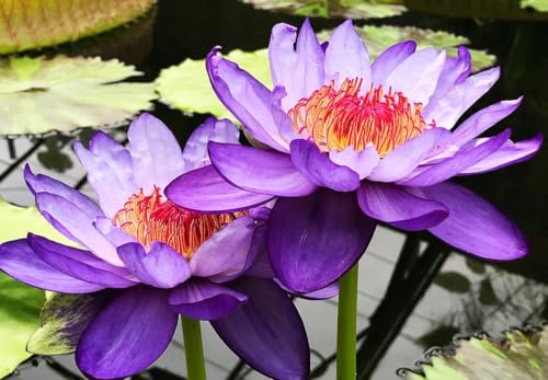 Buy Bonsai Bowl Lotus Seeds In Australia