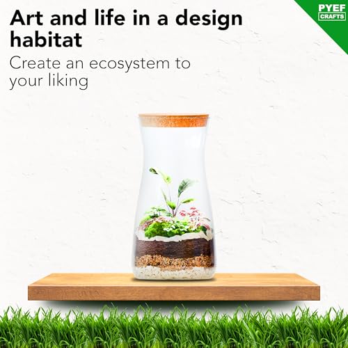 Bonsai Craft Moss Terrarium Kit