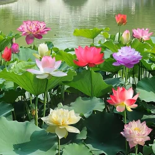 Mixed Color Bonsai Bowl Lotus Seeds Indoors