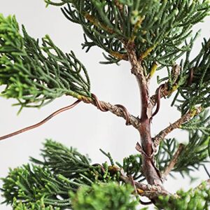 Best Annealed Copper Wire For Bonsai