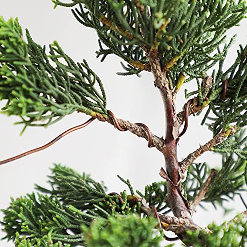 Best Annealed Copper Wire For Bonsai