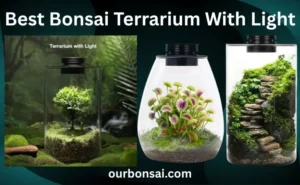 Best Bonsai Terrarium With Light