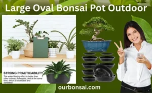 Large Oval Bonsai Pot Outdoor