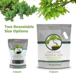 Best Type Of Soil For Bonsai Tree