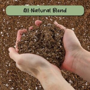 Best Soil For Desert Rose Bonsai