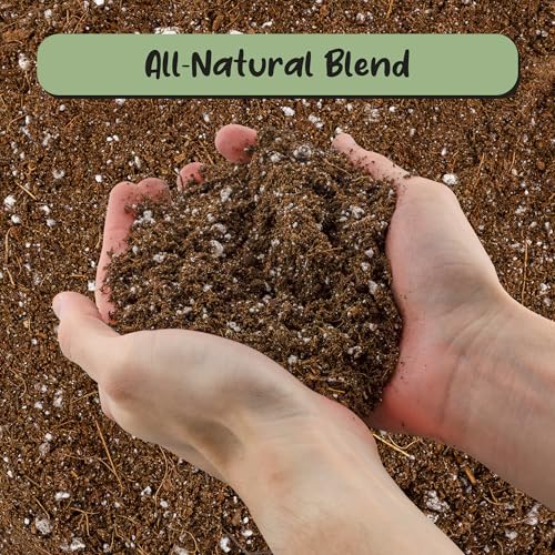 Best Soil For Desert Rose Bonsai